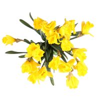 Bouquet 19 daffodils