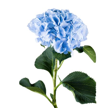 Buy marvellous azure hydrangeas. Delivery to any city!