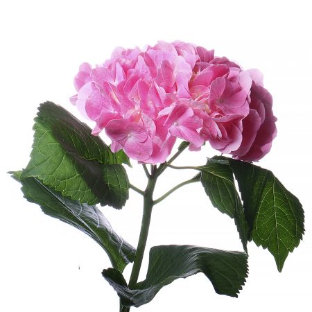 Bouquet Pink hydrangea by piece