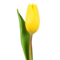 Yellow tulip,  tulips by the piece, bouquet of tulips, yellow bouqet