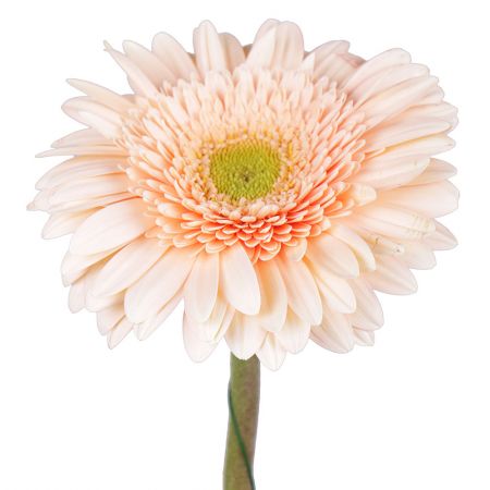 Order cream gerbera by the piece at on-line flower shop