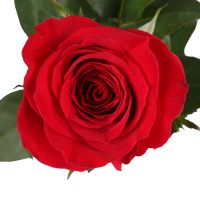 Product Red roses premium by the piece 80 cm