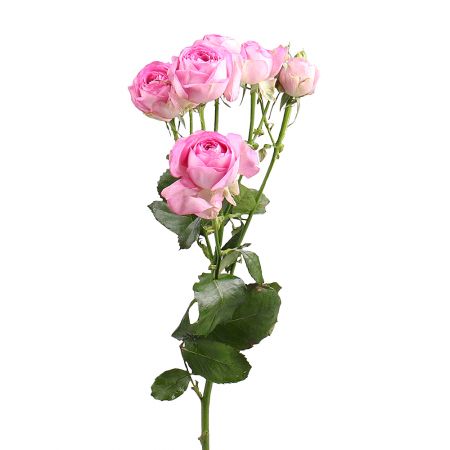 Bouquet Spray Rose Lavander by piece