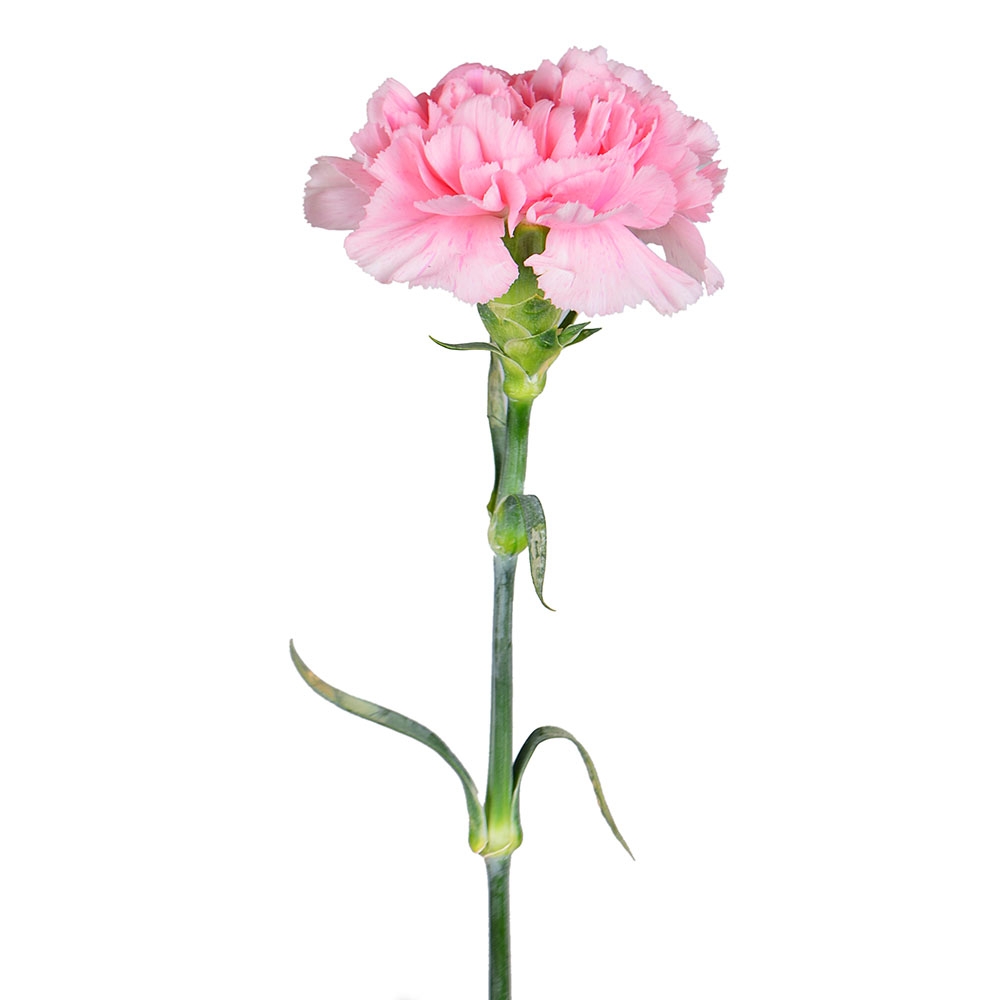 Order light pink carnation by the piece at on-line flower shop